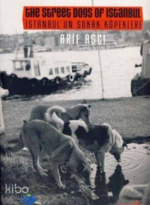 İstanbul'un Sokak Köpekleri